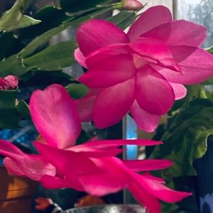 Meet your Posher, Autumn